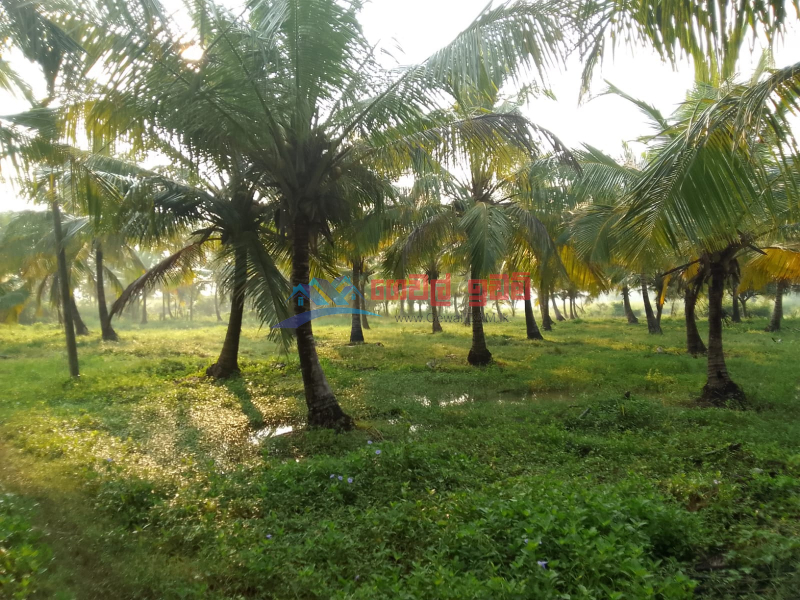 Coconut Land for sale in Chillaw