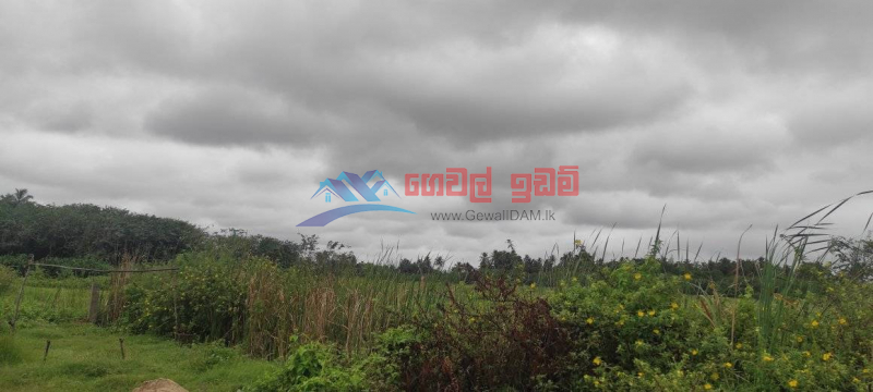 Puran kuburu land for sale with 50 perches located 2 km from Negombo - Colombo road.