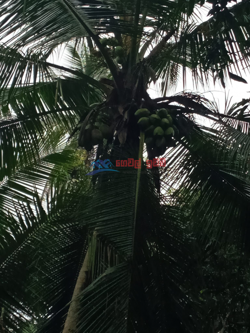 Cultivated Land for sale in Narammala
