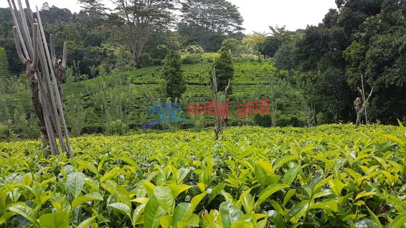 Cultivated Land for sale in Gampola