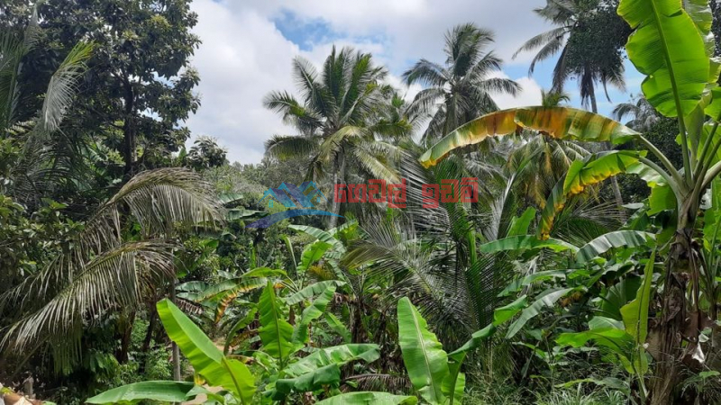 Cocount Land for Sale