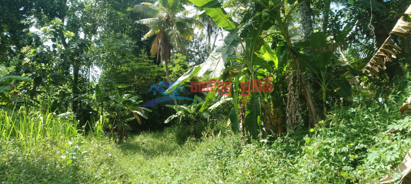 46 perches for immediate sale from Mirigama Pallewela Thorapitiya from Gampaha district 