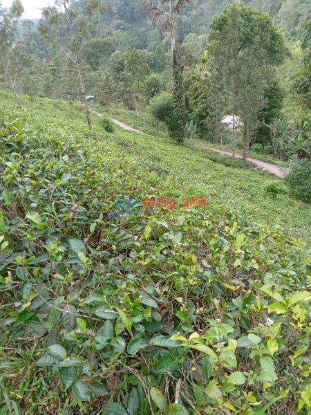Cultivated Land for sale in Gampola