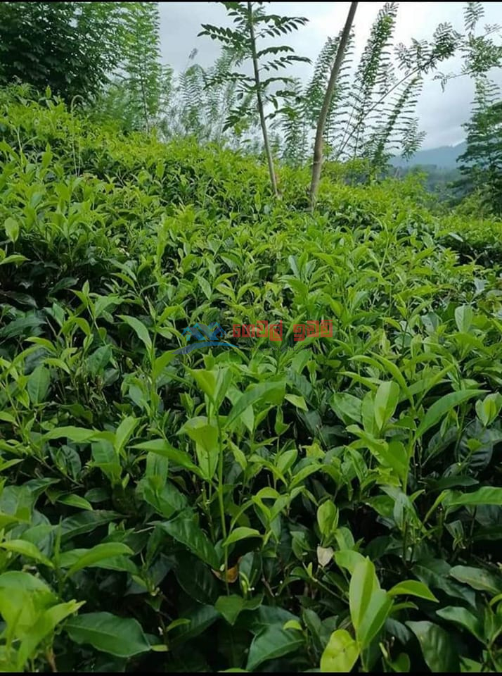 Cultivated Land for sale in Kandy