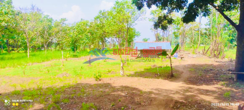 Land for sale immediately in Sigiriya 