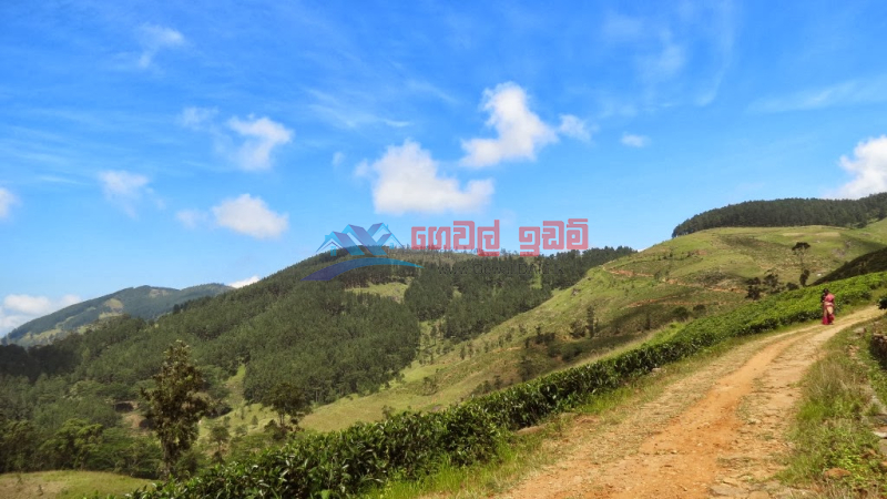 11 acres of a very beautiful tea land for sale